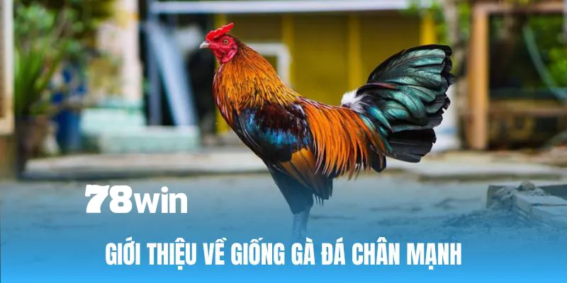 Sơ lược về khái niệm gà đá chân mạnh