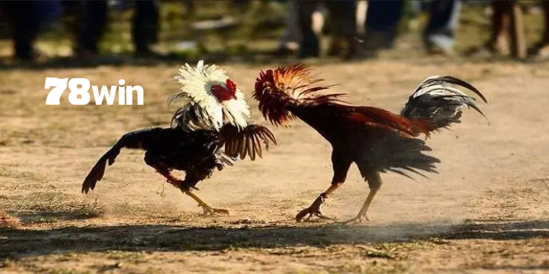 Hướng Dẫn Cách Thả Gà Đá Cựa Sắt Đỉnh Cao Chuẩn Chuyên Gia 6 Bỏ túi cách thả gà đá cựa sắt chuẩn kỹ thuật nhất